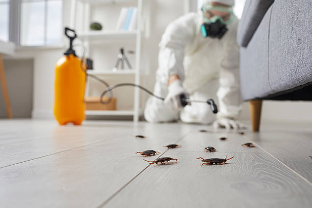 Commercial Kitchen Cockroach Control in Loveland Park